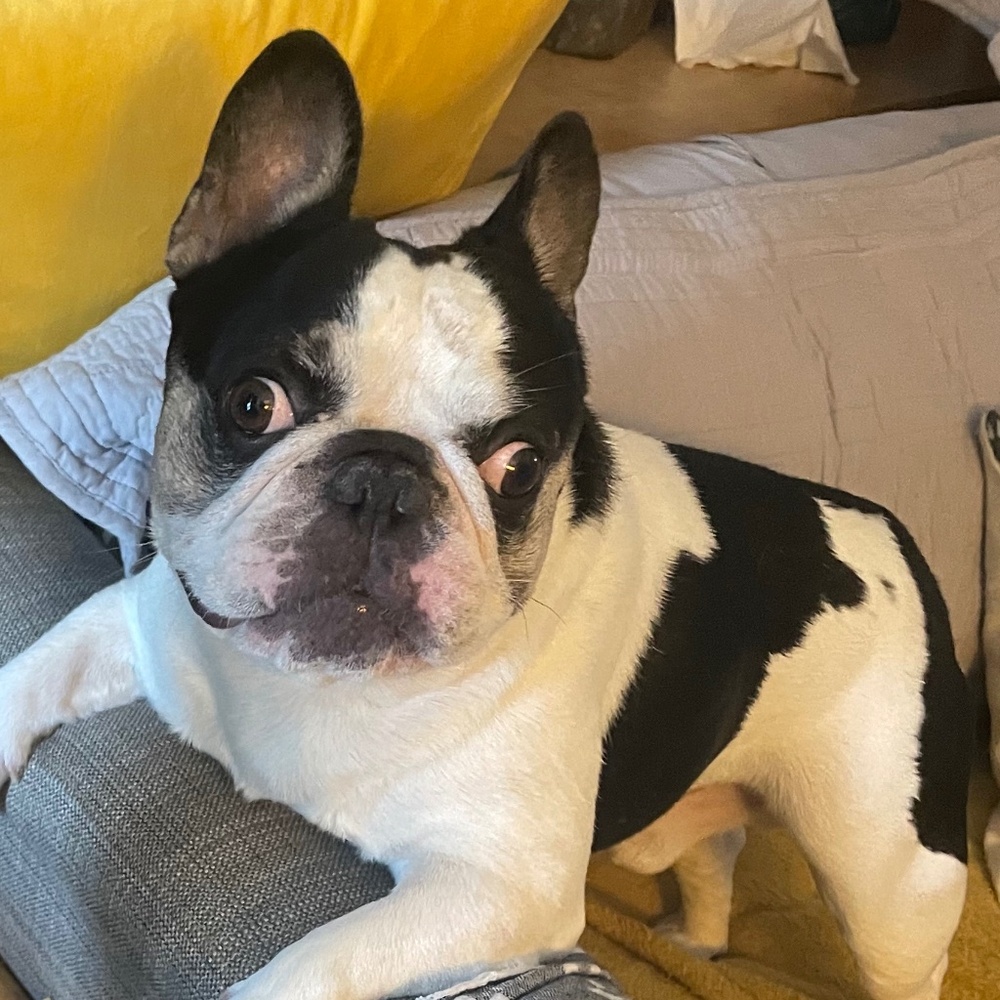 Meet your Posher, Hans